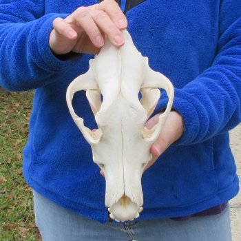  10-3/4 inch Gray Wolf Skull from Alaska (Signature Required)