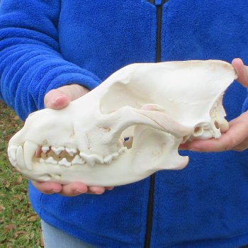  10-3/4 inch Gray Wolf Skull from Alaska (Signature Required)