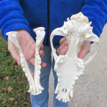  10-3/4 inch Gray Wolf Skull from Alaska (Signature Required)