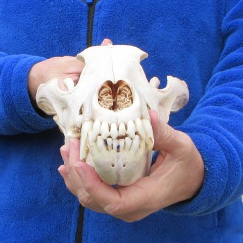 11 inch Gray Wolf Skull from Alaska  