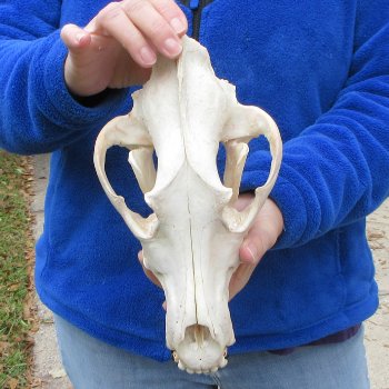 11 inch Gray Wolf Skull from Alaska  