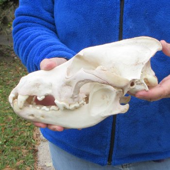 11 inch Gray Wolf Skull from Alaska  