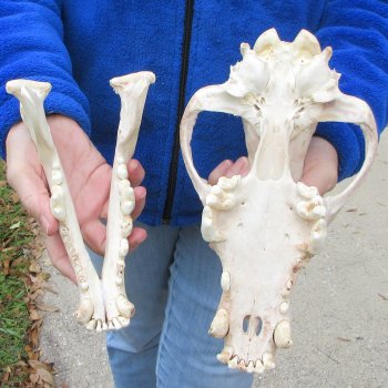 11 inch Gray Wolf Skull from Alaska  