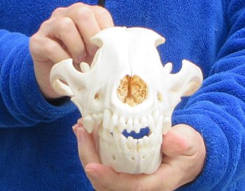 B-Grade 10 inch Gray Wolf Skull from Alaska 