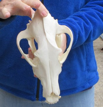 B-Grade 10 inch Gray Wolf Skull from Alaska 