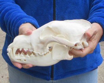 B-Grade 10 inch Gray Wolf Skull from Alaska 