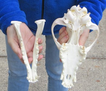 B-Grade 10 inch Gray Wolf Skull from Alaska 