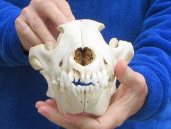 10 inch Gray Wolf Skull from Alaska 