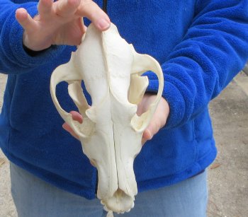 10 inch Gray Wolf Skull from Alaska 