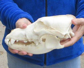 10 inch Gray Wolf Skull from Alaska 