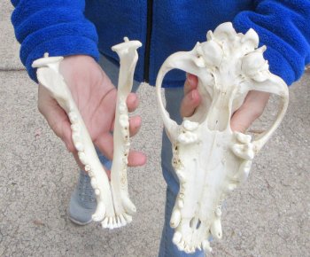 10 inch Gray Wolf Skull from Alaska 