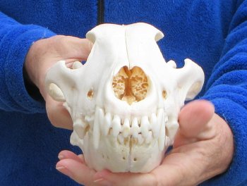 10-1/4 inch Gray Wolf Skull from Alaska (Signature Required)