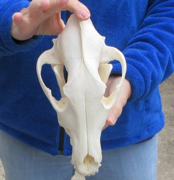 10-1/4 inch Gray Wolf Skull from Alaska (Signature Required)