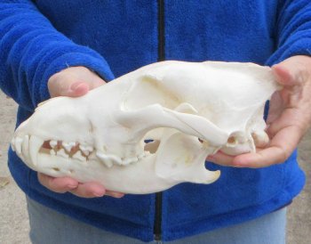 10-1/4 inch Gray Wolf Skull from Alaska (Signature Required)