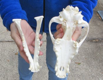 10-1/4 inch Gray Wolf Skull from Alaska (Signature Required)