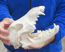 9-1/4 inch Gray Wolf Skull from Alaska 