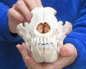 9-1/4 inch Gray Wolf Skull from Alaska 