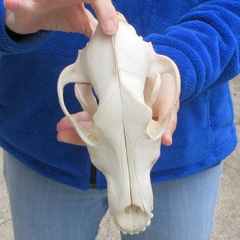 9-1/4 inch Gray Wolf Skull from Alaska 