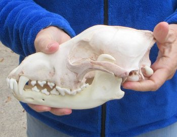 9-1/4 inch Gray Wolf Skull from Alaska 