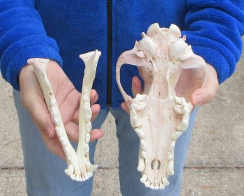 9-1/4 inch Gray Wolf Skull from Alaska 