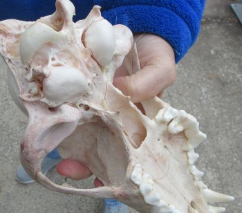 9-1/4 inch Gray Wolf Skull from Alaska 