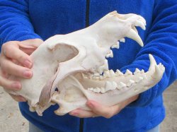 10-3/4 inch Gray Wolf Skull from Alaska (Signature Required) 