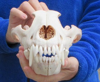 10-3/4 inch Gray Wolf Skull from Alaska (Signature Required) 