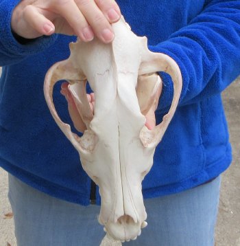 10-3/4 inch Gray Wolf Skull from Alaska (Signature Required) 