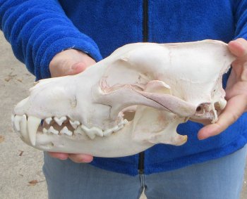 10-3/4 inch Gray Wolf Skull from Alaska (Signature Required) 