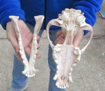 10-3/4 inch Gray Wolf Skull from Alaska (Signature Required) 