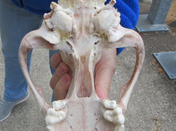 10-3/4 inch Gray Wolf Skull from Alaska (Signature Required) 