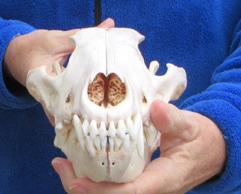 B-Grade 10-1/4 inch Gray Wolf Skull from Alaska 