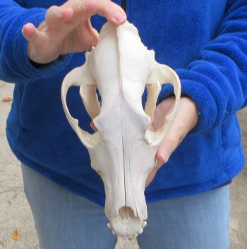 B-Grade 10-1/4 inch Gray Wolf Skull from Alaska 