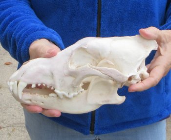 B-Grade 10-1/4 inch Gray Wolf Skull from Alaska 