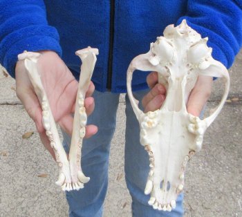 B-Grade 10-1/4 inch Gray Wolf Skull from Alaska 
