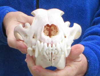 10-1/2 inch Gray Wolf Skull from Alaska (Signature Required) 