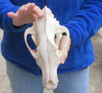 10-1/2 inch Gray Wolf Skull from Alaska (Signature Required) 