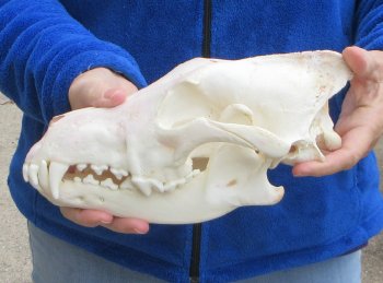 10-1/2 inch Gray Wolf Skull from Alaska (Signature Required) 
