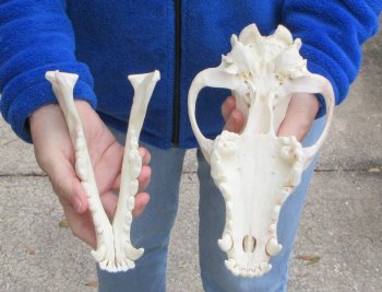 10-1/2 inch Gray Wolf Skull from Alaska (Signature Required) 