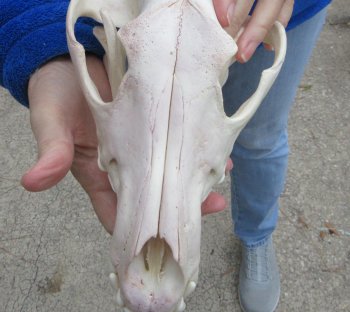 10-1/2 inch Gray Wolf Skull from Alaska (Signature Required) 