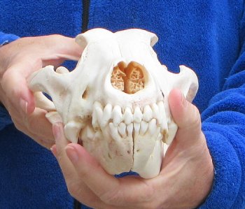 10-1/4 inch Gray Wolf Skull from Alaska 