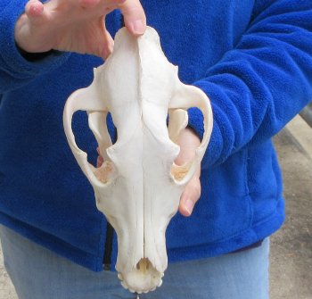 10-1/4 inch Gray Wolf Skull from Alaska 