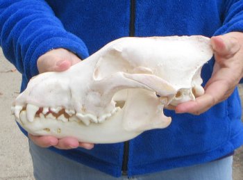 10-1/4 inch Gray Wolf Skull from Alaska 