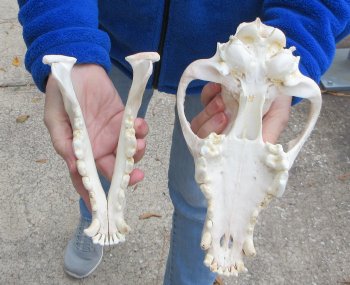 10-1/4 inch Gray Wolf Skull from Alaska 