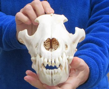 10-1/2 inch Gray Wolf Skull from Alaska (Signature Required)