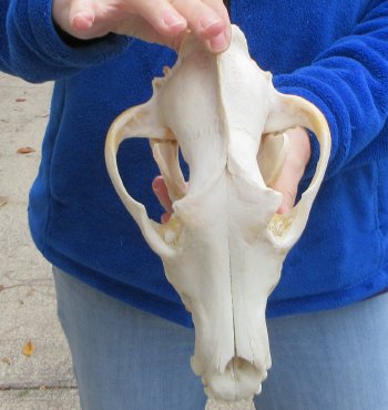 10-1/2 inch Gray Wolf Skull from Alaska (Signature Required)