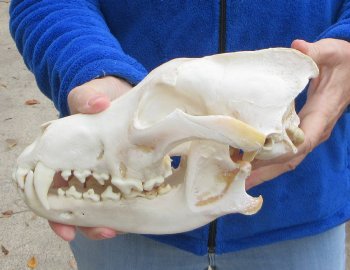 10-1/2 inch Gray Wolf Skull from Alaska (Signature Required)