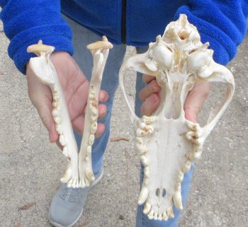 10-1/2 inch Gray Wolf Skull from Alaska (Signature Required)