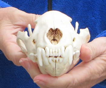 6 inch Alaskan Wolverine Skull