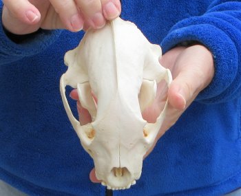 6 inch Alaskan Wolverine Skull